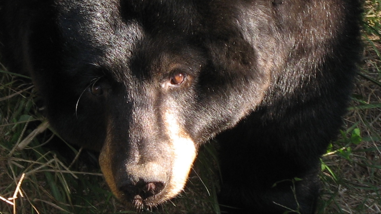Bear dies at Jacksonville Zoo